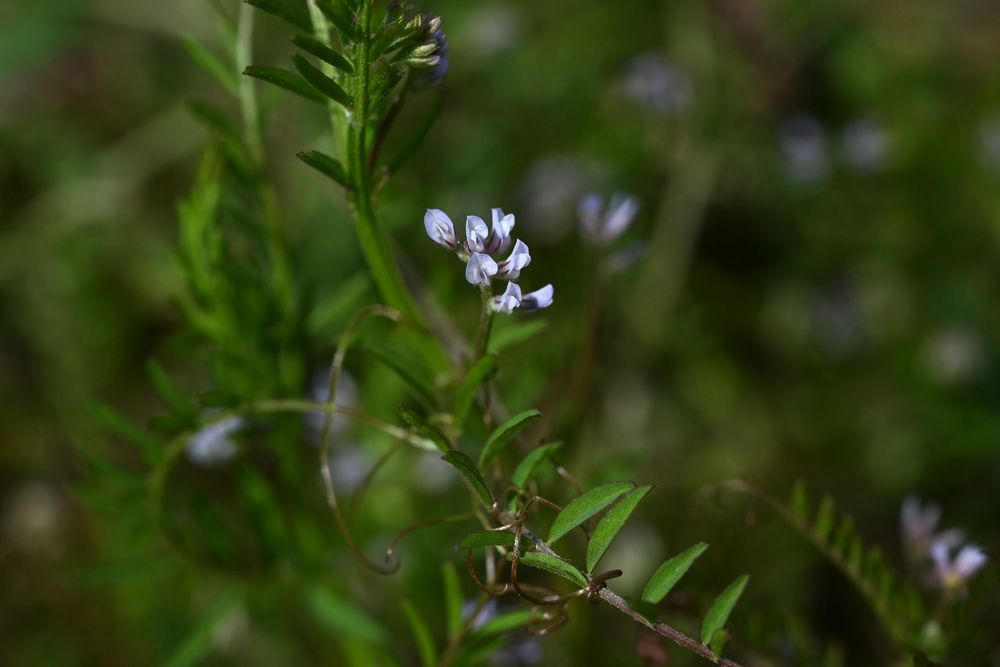 Hairy Tare,Hairy Vetch, Tiny Vetch 0
