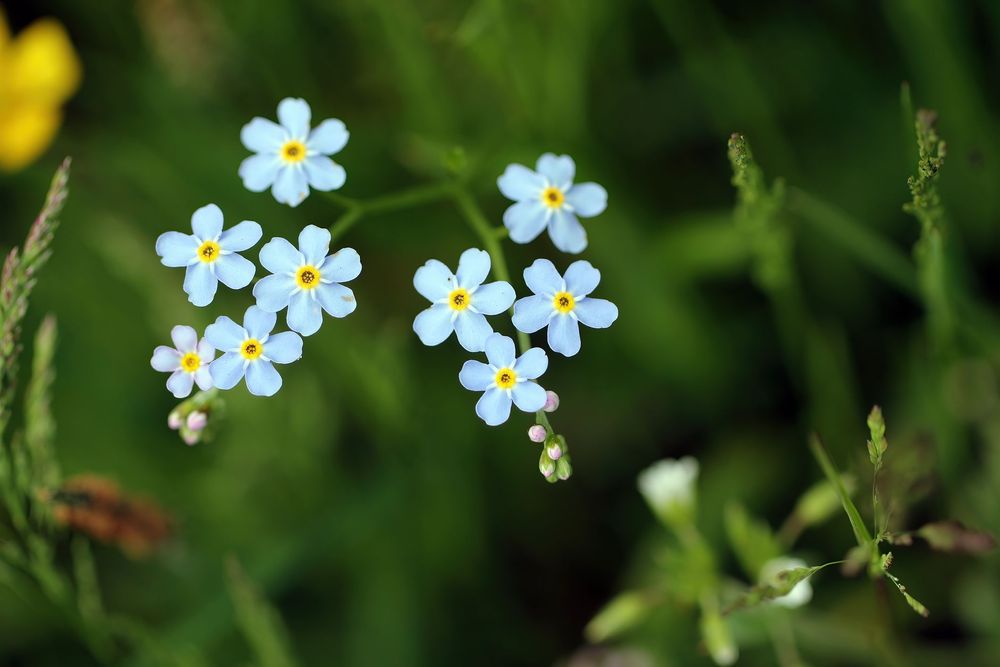 Field Forget-Me-Not 0