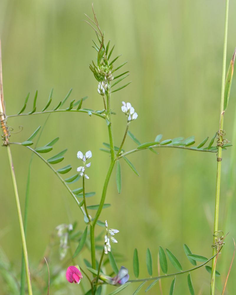 Hairy Tare,Hairy Vetch, Tiny Vetch 1