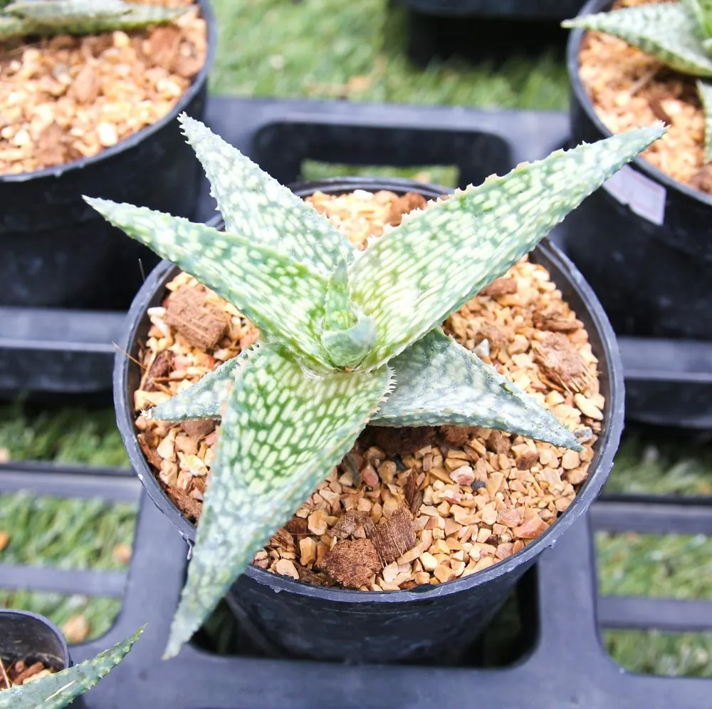Sansevieria Stuckyi Care