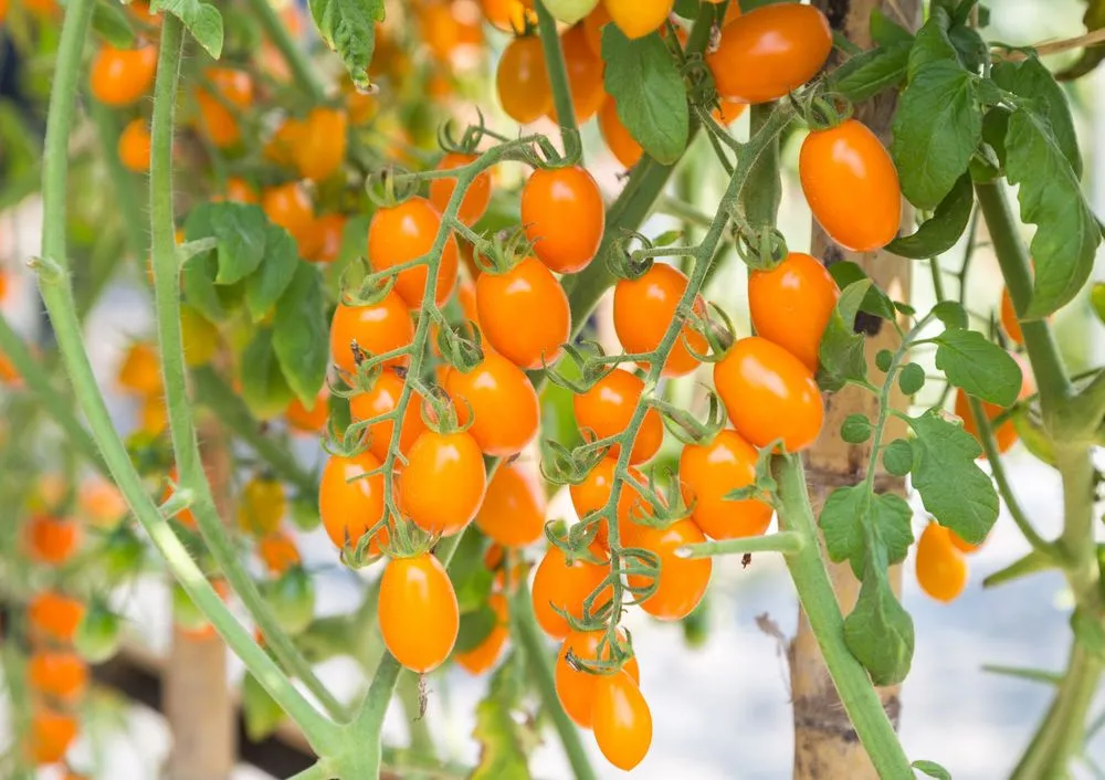 Golden Sweet Tomato Plant Care Growing Basics Water Light Soil 