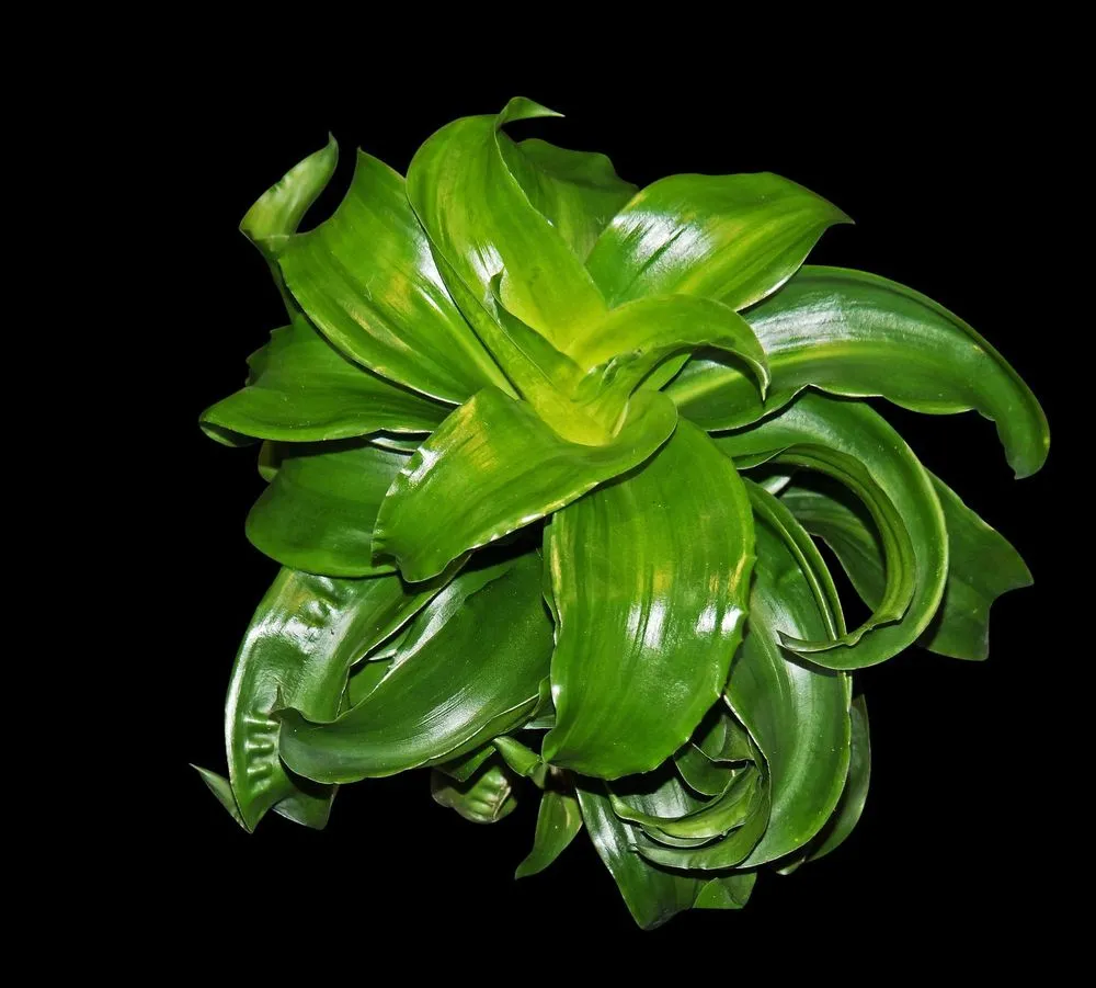 Philodendron Luxurians Care