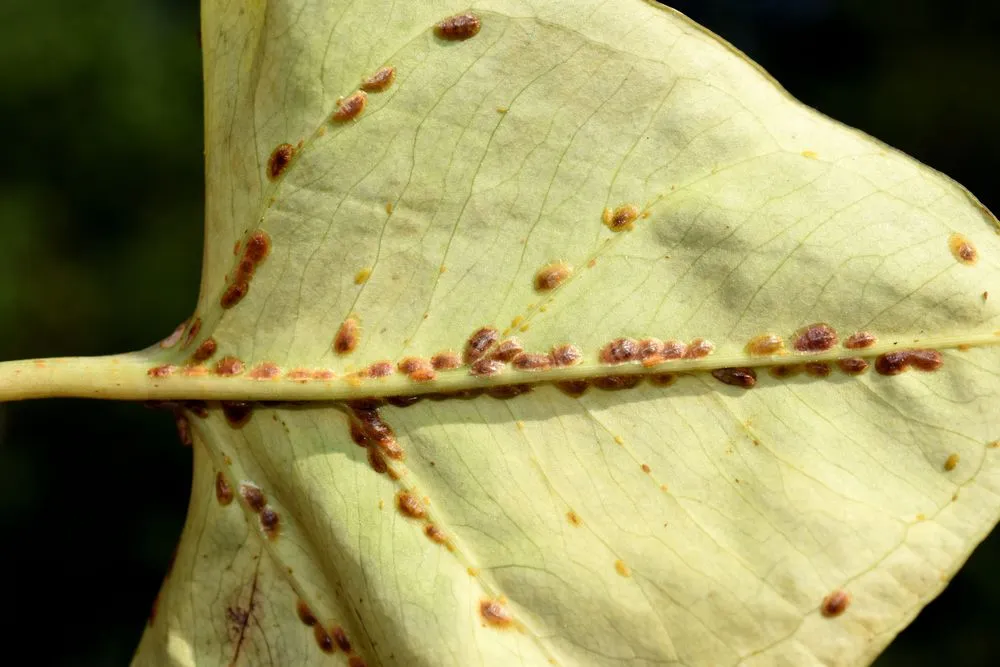 Scale insects > Identify, Control & Disease Prevention Tips