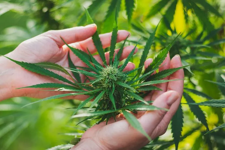 weed that looks like tobacco Elephant's Foot, Organic Wraps High Hemp |
