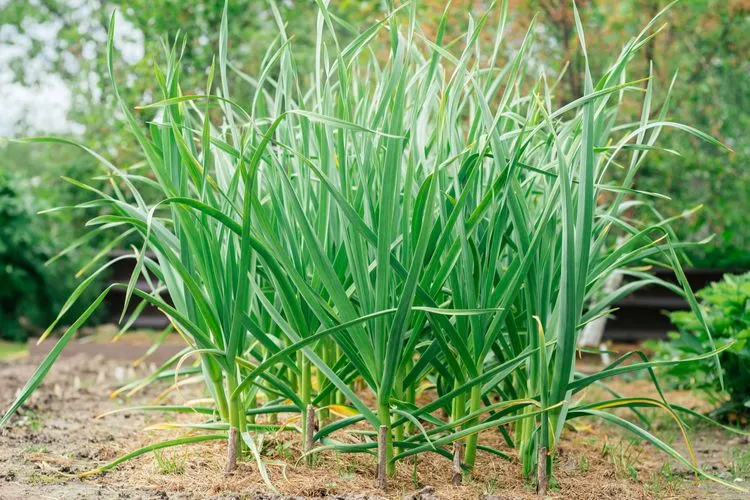 Top Cat Repellent Plants To Save Garden & Houseplants