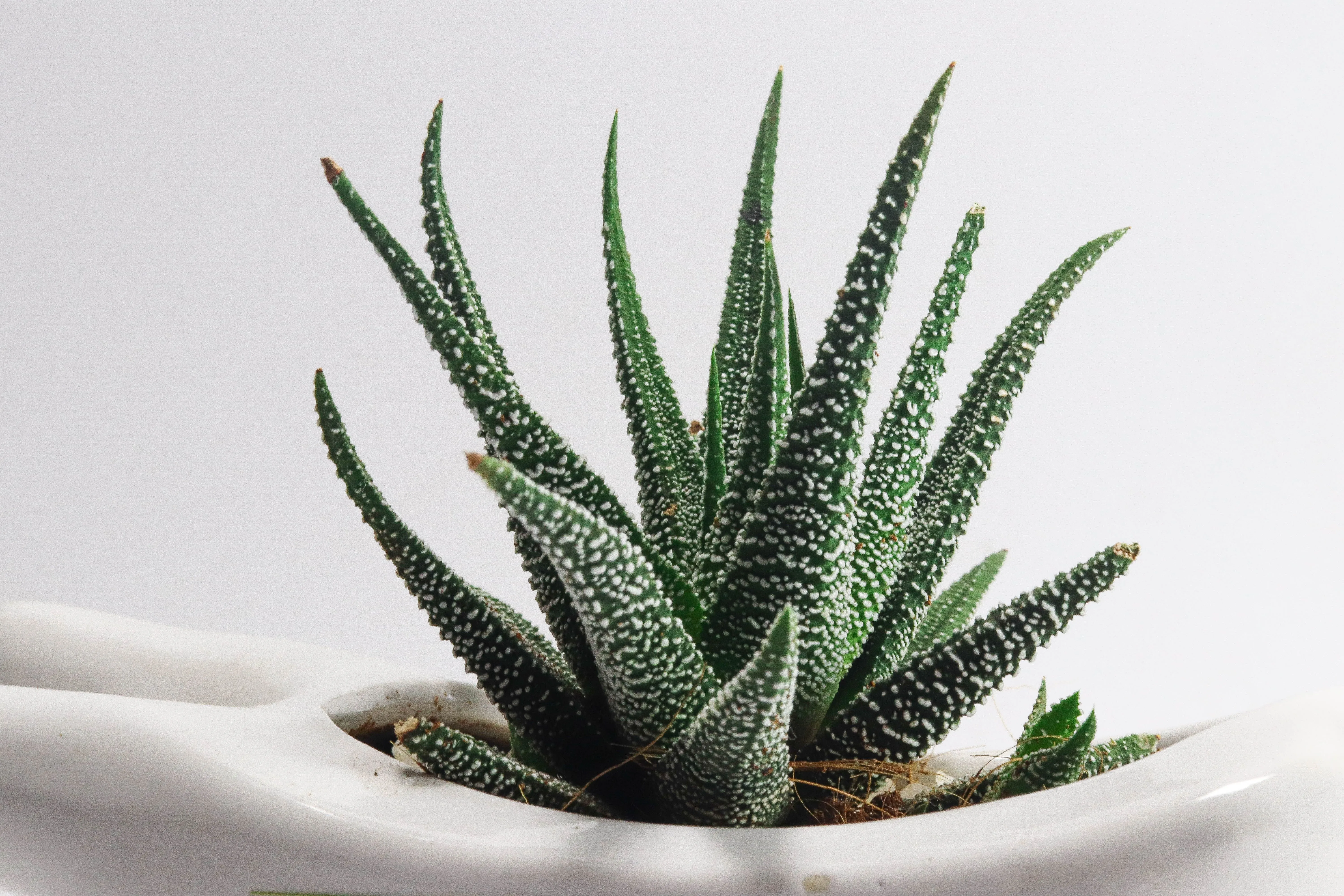 aloe vera saft kur E-BOOK Aloe Vera Saftkur + Heilfasten fr Beginner  WILD BABOON