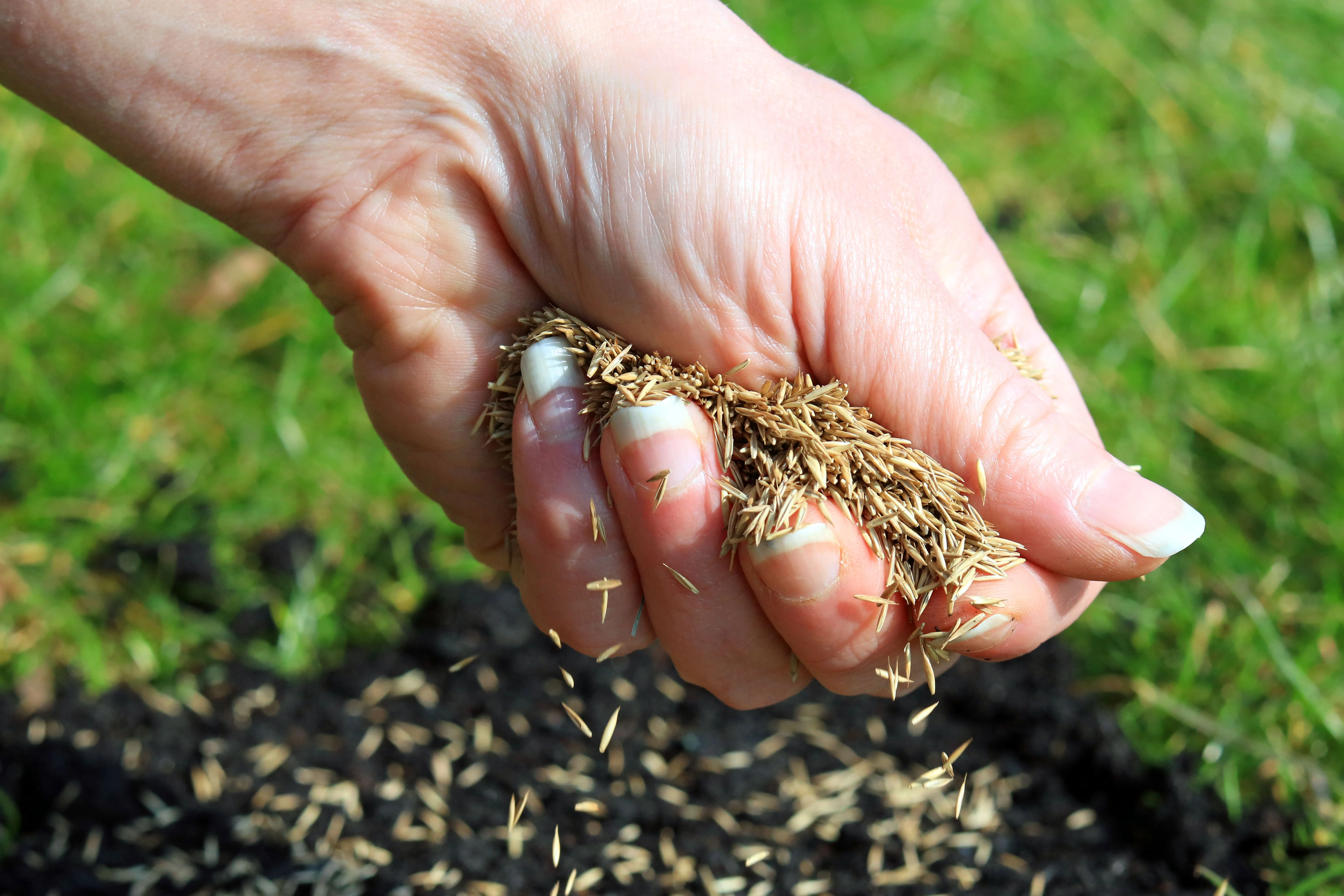 How Long Does It Take Grass Seed to Grow