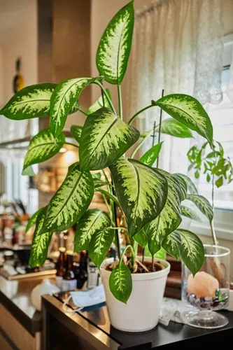 fiddle leaf fig tree faux Allstate 70 inch Potted Artificial Fiddle Leaf Plant, Green main image 0