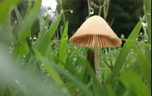 How to Get Rid of Mushrooms in Yard? 7+ Ways to Kill Fungus in Lawn