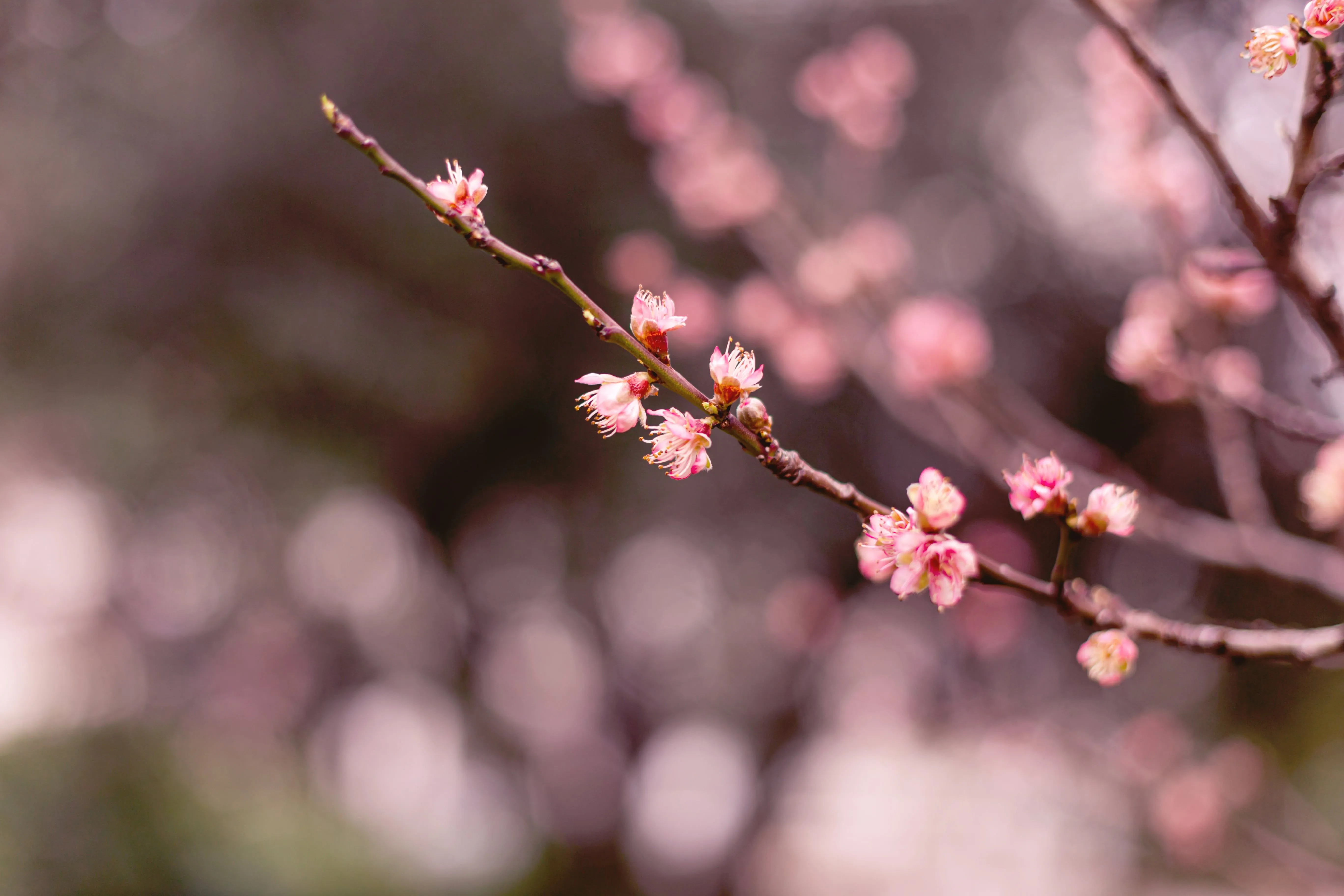 Peach Tree Blossom
