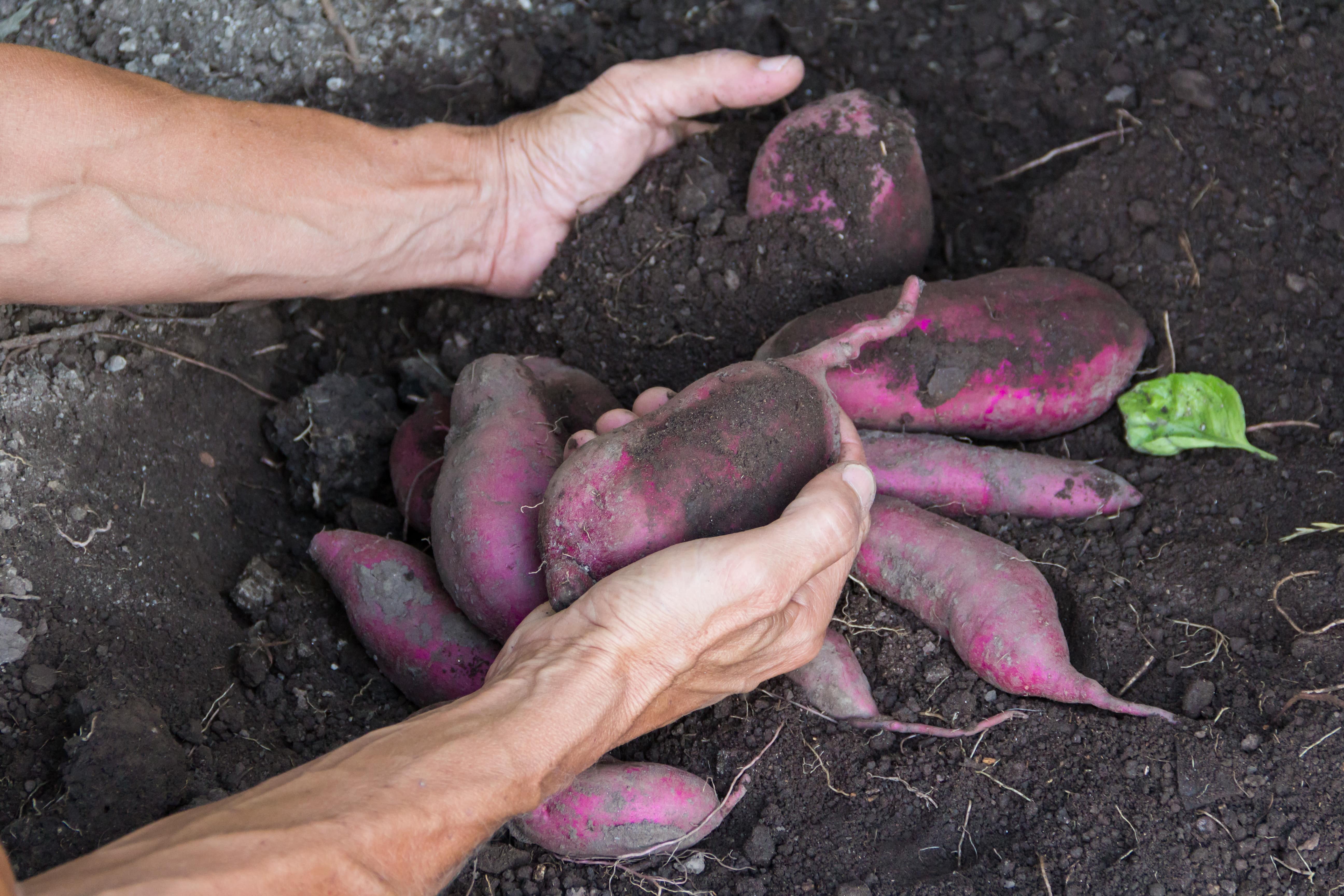 Full Guide on Sweet Potato Companion Plants